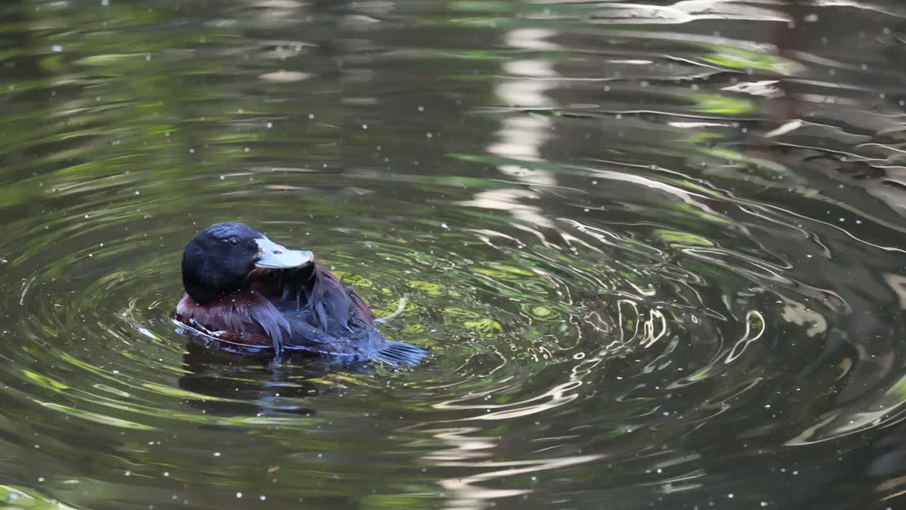 Duck preening and swimming in calm water