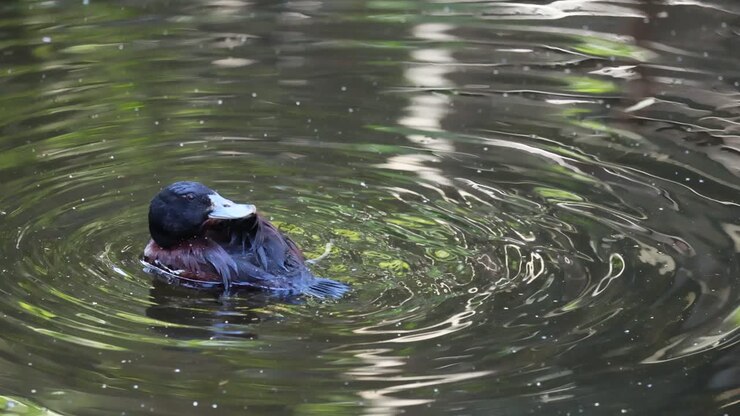 Duck preening and swimming in calm water
