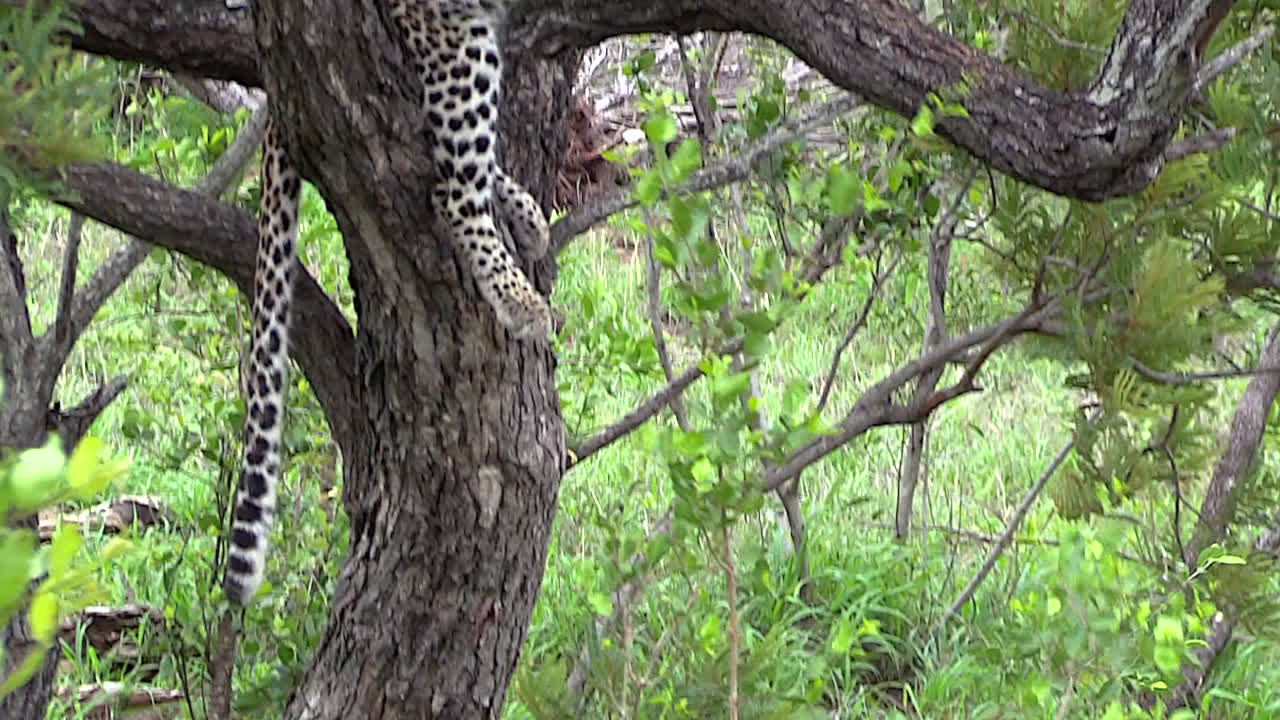 나무 위에서 쉬고 있는 어린 암표범부터 나무 밑동에 숨어 자고 있는 하이에나까지 몸을 기울여보세요.
