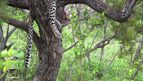 tilt down from a young female leopard lounging in a tree to a hyena sleeping hidden at the base of the tree