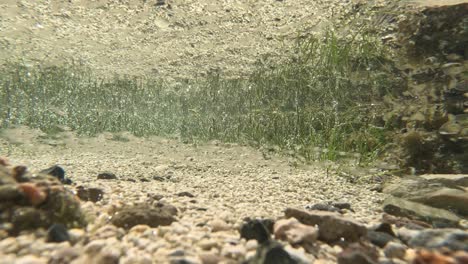 shoal of tiny fish swimming in a shallow tidal pool during low tide in the philippines