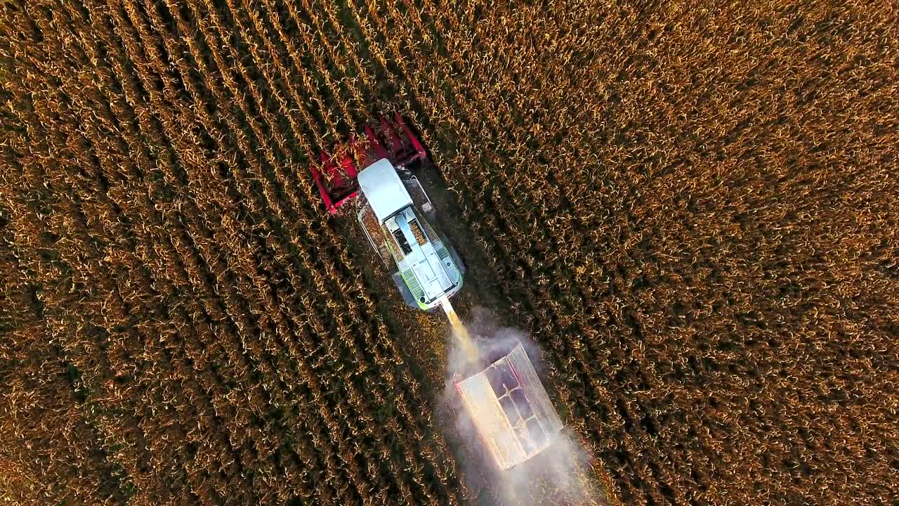 4k cosechadora aérea maizal agricultura comida maíz establecimiento otoño