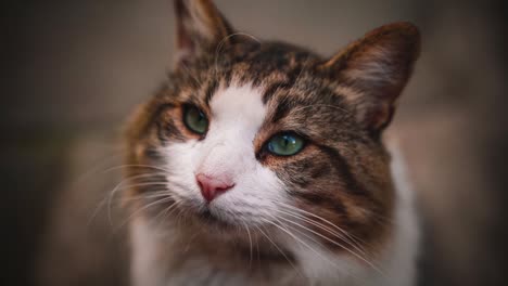 un bucle de video sin fisuras de un adorable y bastante salvaje gato callejero observando su entorno con sus curiosos ojos verdes, capturado tan de cerca con borrón de fondo en una tarde perezosa en la toscana, italia.
