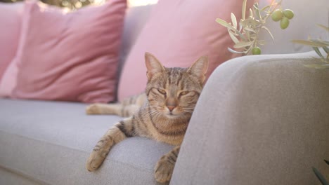 cat yawning on grey sofa in backyard with olive trees on warm summer evening