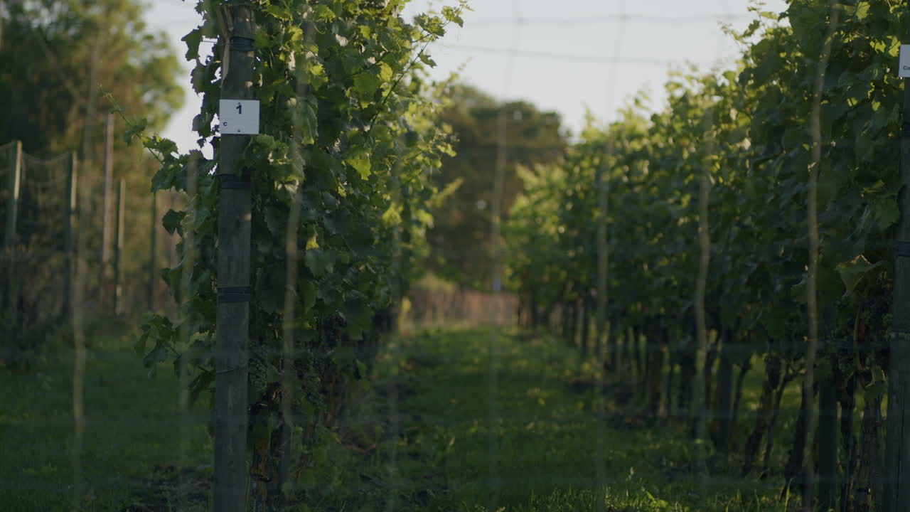 Un'ampia carrellata di vigneti all'alba.