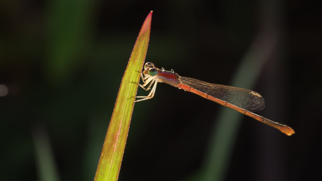Pygmy Dartlet damselfly grooming with front legs on a grass blade; sunrise on a dark forest backdrop covered in dew drops
