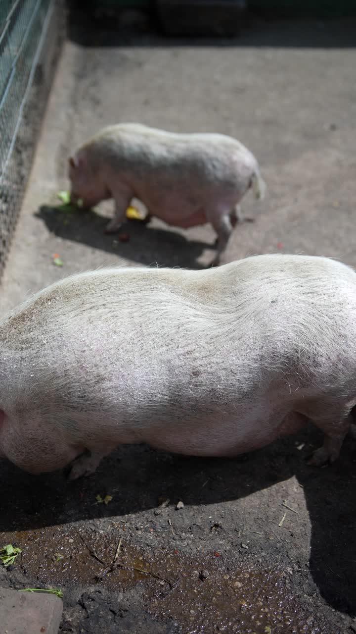 보호구역에 있는 돼지