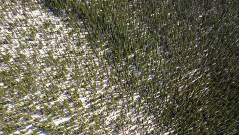 aerial drone shot of snowy green pine tree forest environment in mount evans colorado usa