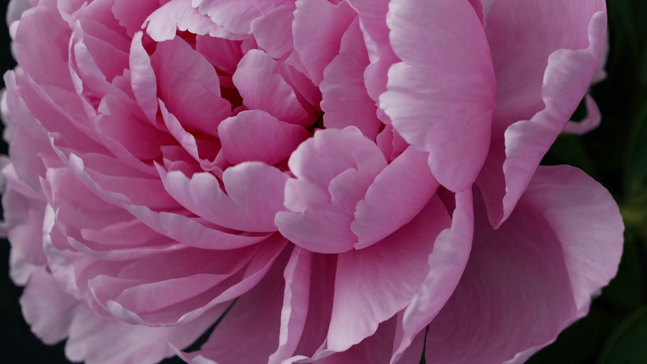 La fleur de pioie rose vibrante en pleine floraison