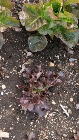 las plantas de lechuga creciendo y cambiando con el tiempo.