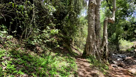 Dorfhimmel-Im-Freien-Schöne-Dorflandschaft-Von-Luftlandschaftswald---Luftaufnahmen-Von-Ländlichen-Wäldern-Kenias---Drahtloser-Drohnen-Quadcopter-Controller