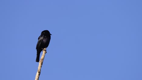 Lonely-shiny-cowbird,-molothrus-bonariensis-spotted-perching-up-high-on-a-dry-snag,-against-blue-sky-at-ibera-wetlands-on-a-sunny-day