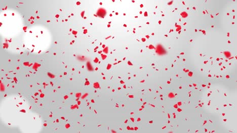 rose petals red or pink cherry blossoms blizzard flying loop background green screen.