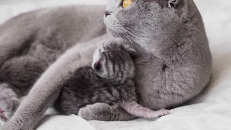 Scottish-Fold-Mom-Und-Mähen-Werden-Im-Liegen-Gespielt