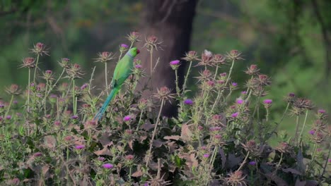 el periquito anillado rosa recogiendo la flor del cardo púrpura