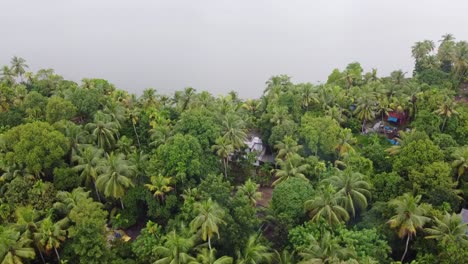 areal view of an area with a cluster of coconut trees, tropical region of kerala ,india