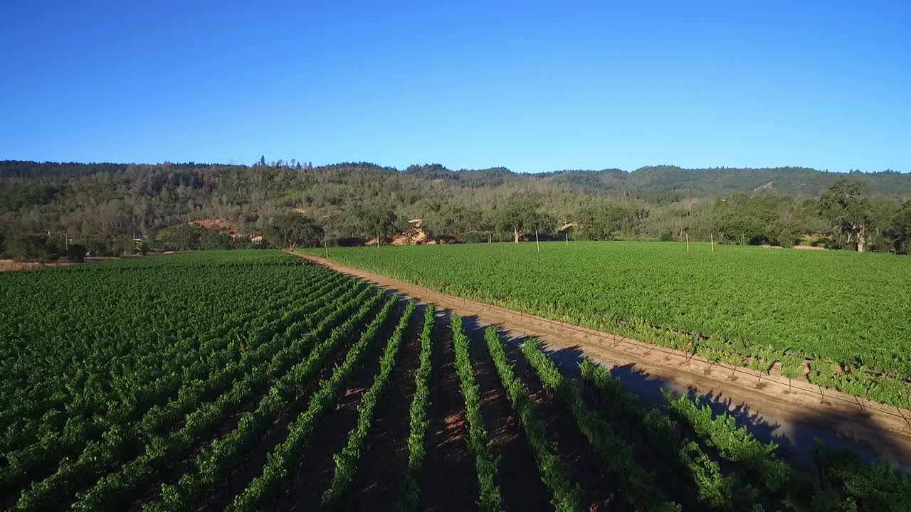 una antena de baja elevación sobre hileras de viñedos en el condado de sonoma del norte de california con globos aerostáticos en la distancia 1