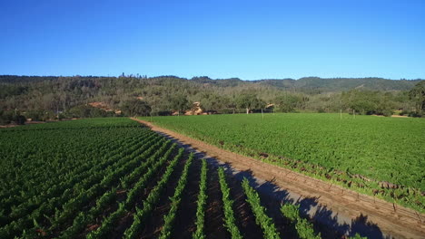 Una-Antena-De-Poca-Altura-Sobre-Hileras-De-Viñedos-En-El-Condado-De-Sonoma,-En-El-Norte-De-California,-Con-Globos-De-Aire-Caliente-En-La-Distancia-1