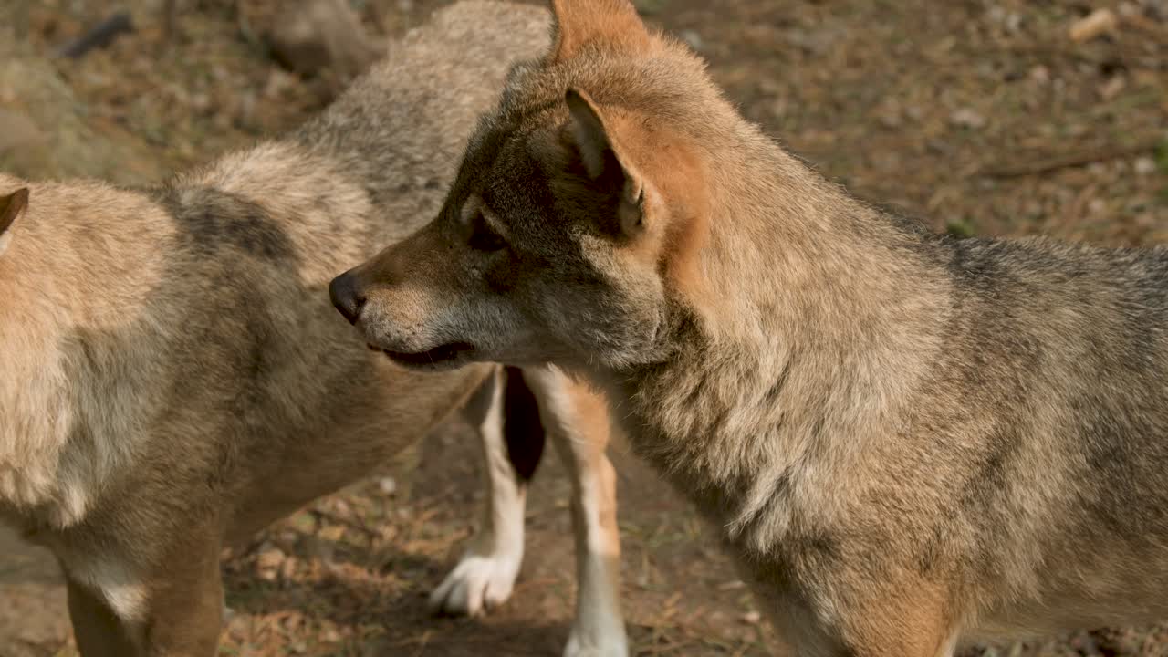 Wolves gather and interact in a sunlit forest clearing, natural daylight, steady camera, earthy tones