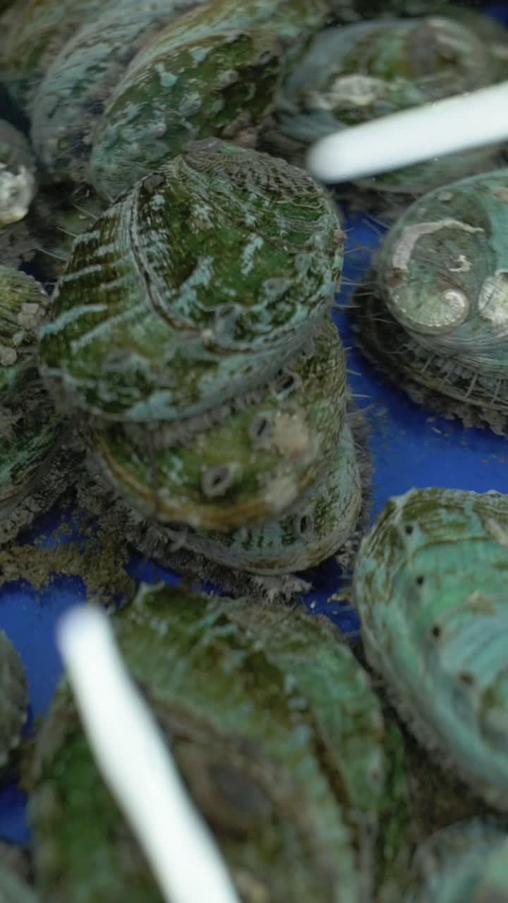 Vertical screen Recently Harvested Abalones With Textured Shells And Algae Present. Arrangement Of Freshly Harvested Abalones With Rough Shells And Algae Indicates Recent Collection For Culinary