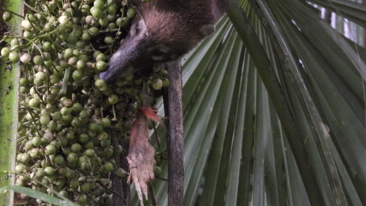 coatí salvaje comiendo bayas de lo alto de un árbol