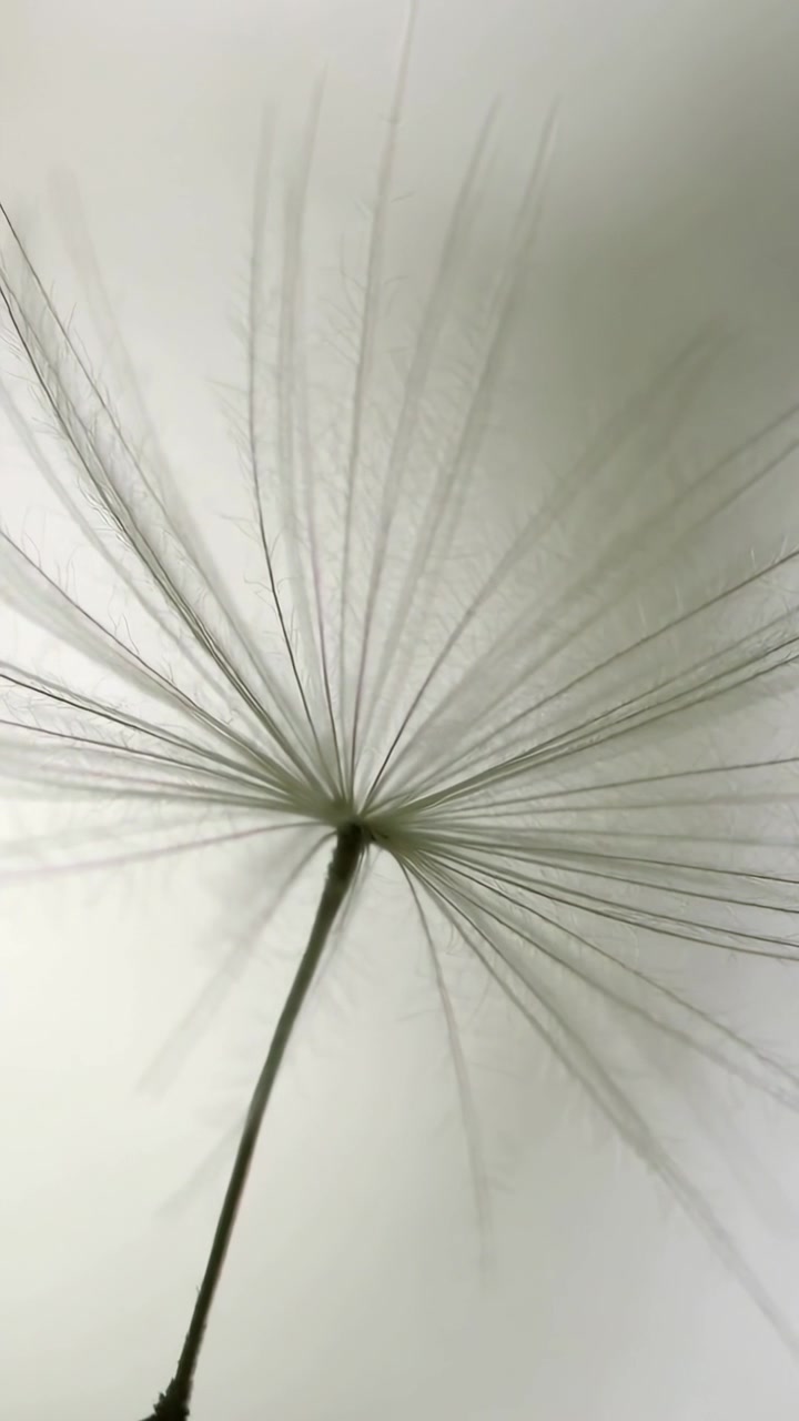 Vertical video: Capturing single seed with pappus drifting gently in macro, showing stalk shadows