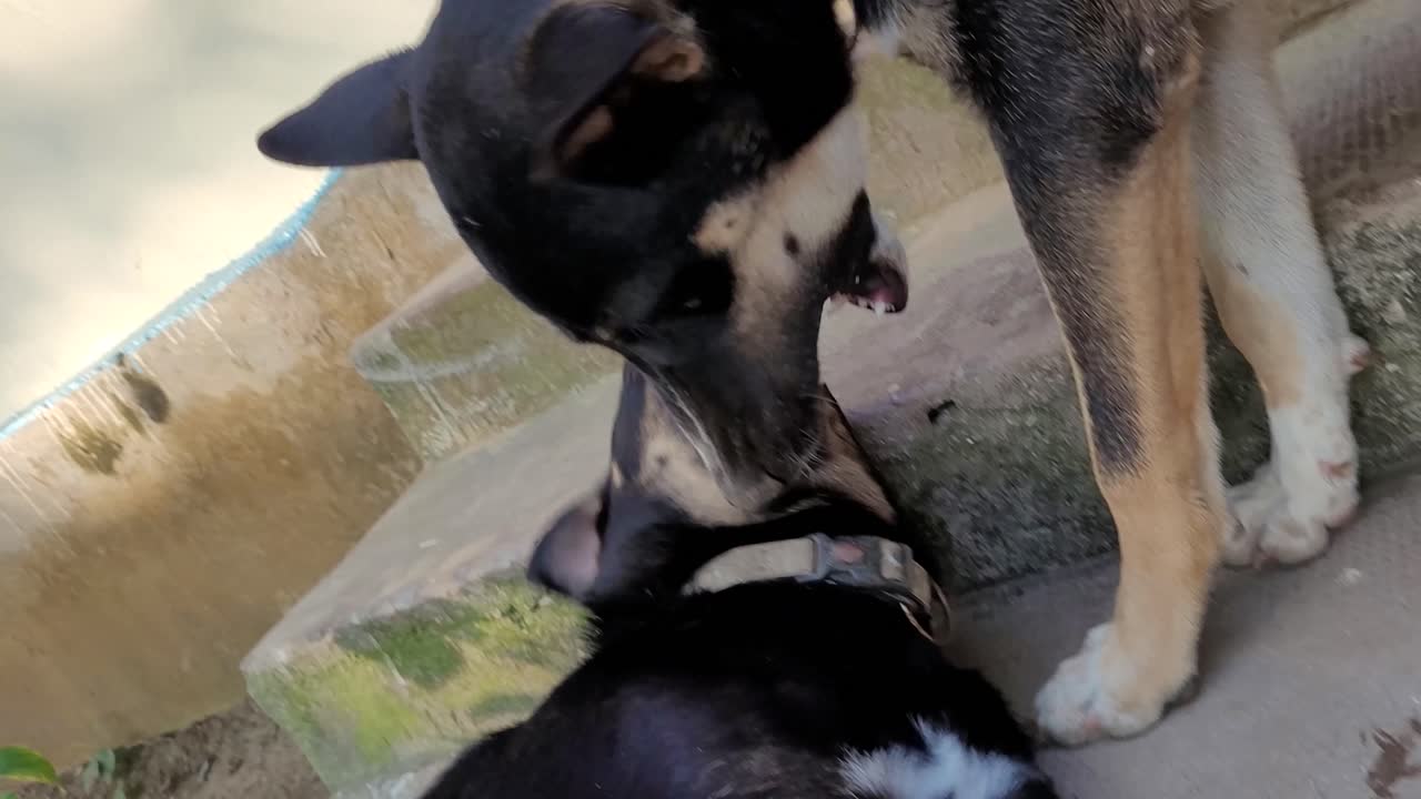 개 두 마리가 이빨을 보이면서 다른 개를 입으로 뜯어먹으며 싸움을 한다