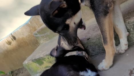 two dogs play fighting by eating other dog his mouth while showing teeth