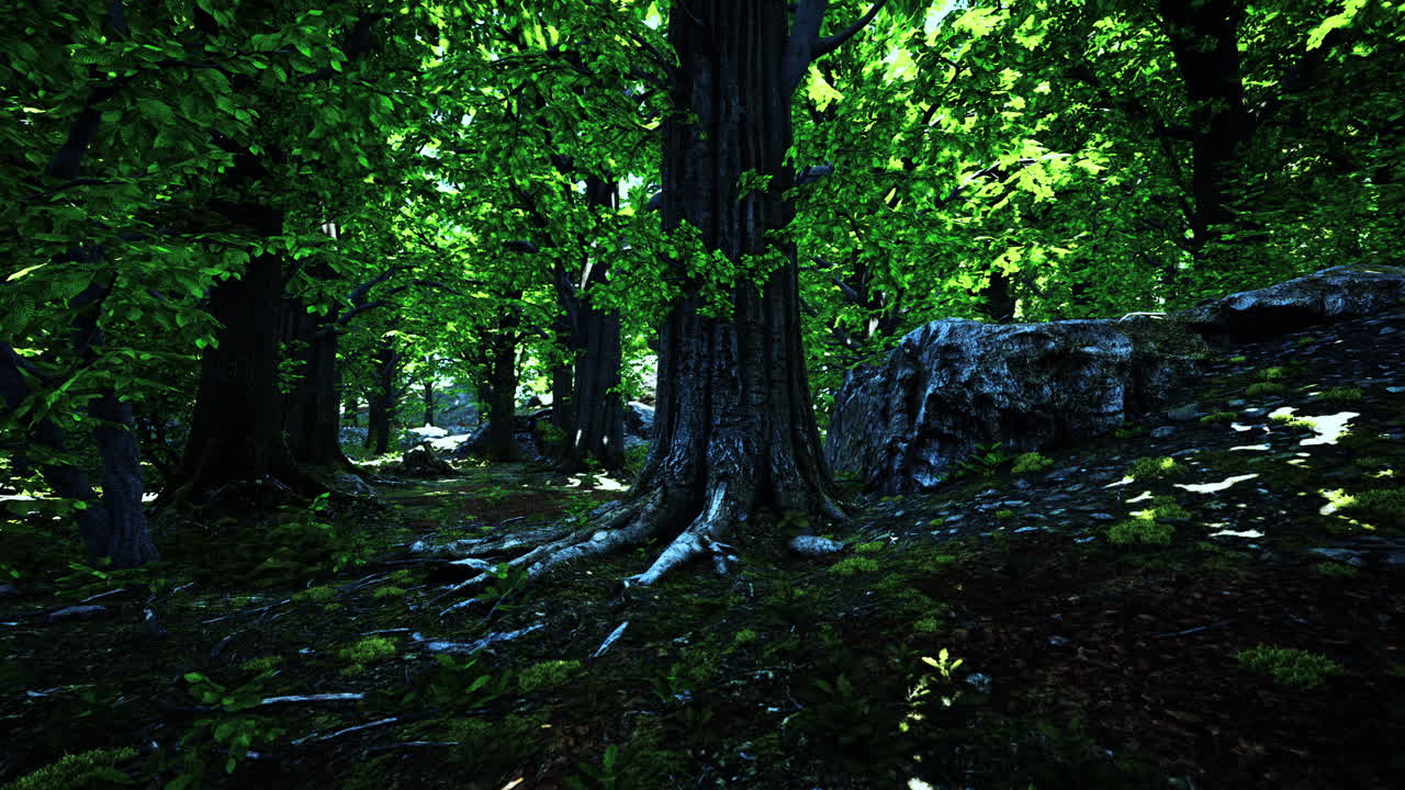 raíces de árboles y sol en un bosque verde