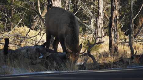 wild elk grazing beside road at mather campground