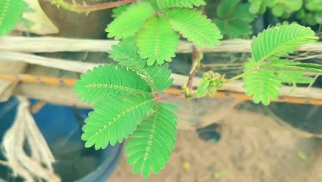 mimosa pudica 植物,也被称为害羞或触摸我,不是被手指触摸的植物