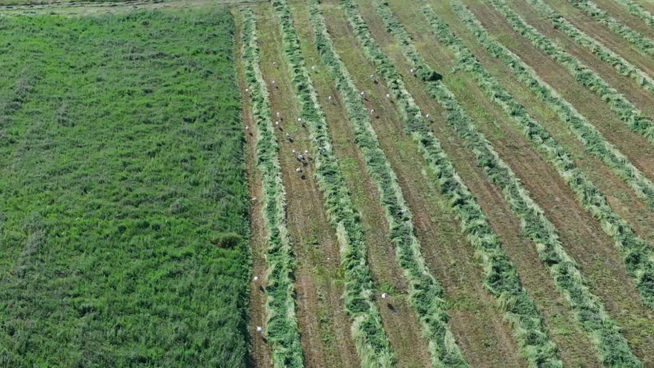 toma panorámica de arco aéreo de alimentación de cigüeñas en campo de hierba