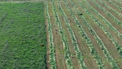 Aerial-arc-panning-shot-of-storks-feed-in-grass-field