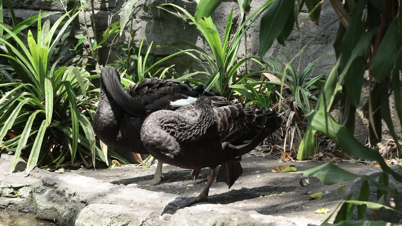 Black Swan Preening by the Pond in Lush Natural Habitat