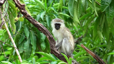 vervet monkey sitting in a tree with green leaves as a backdrop