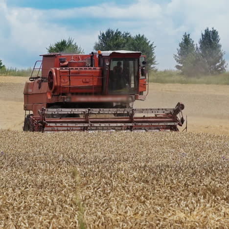 combine harvester working in the wheat field on the natural summer background. process of harvesting ripe grains in rural place. agriculture