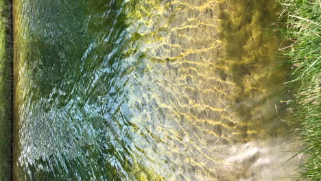 vertical view of peaceful clear water riverbank on