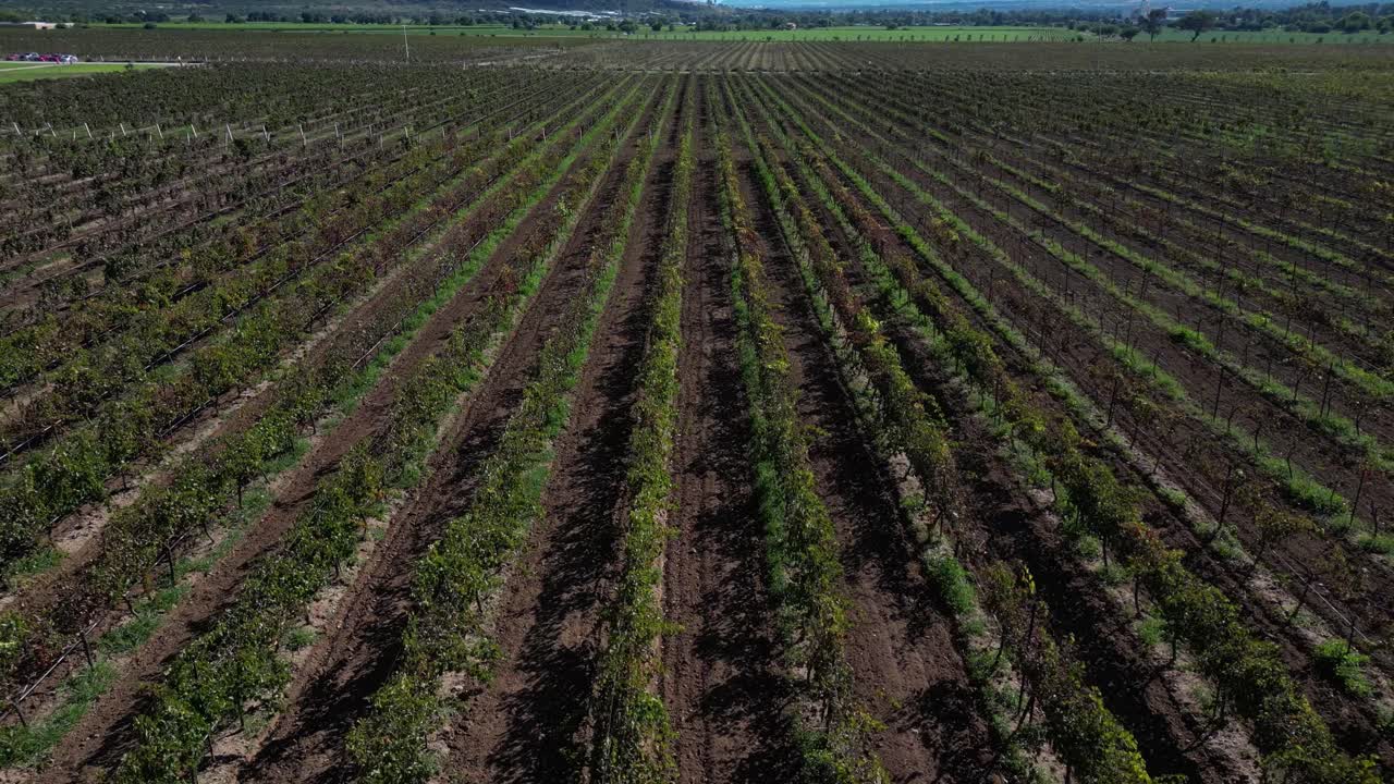 campo de plantación de uva con drone