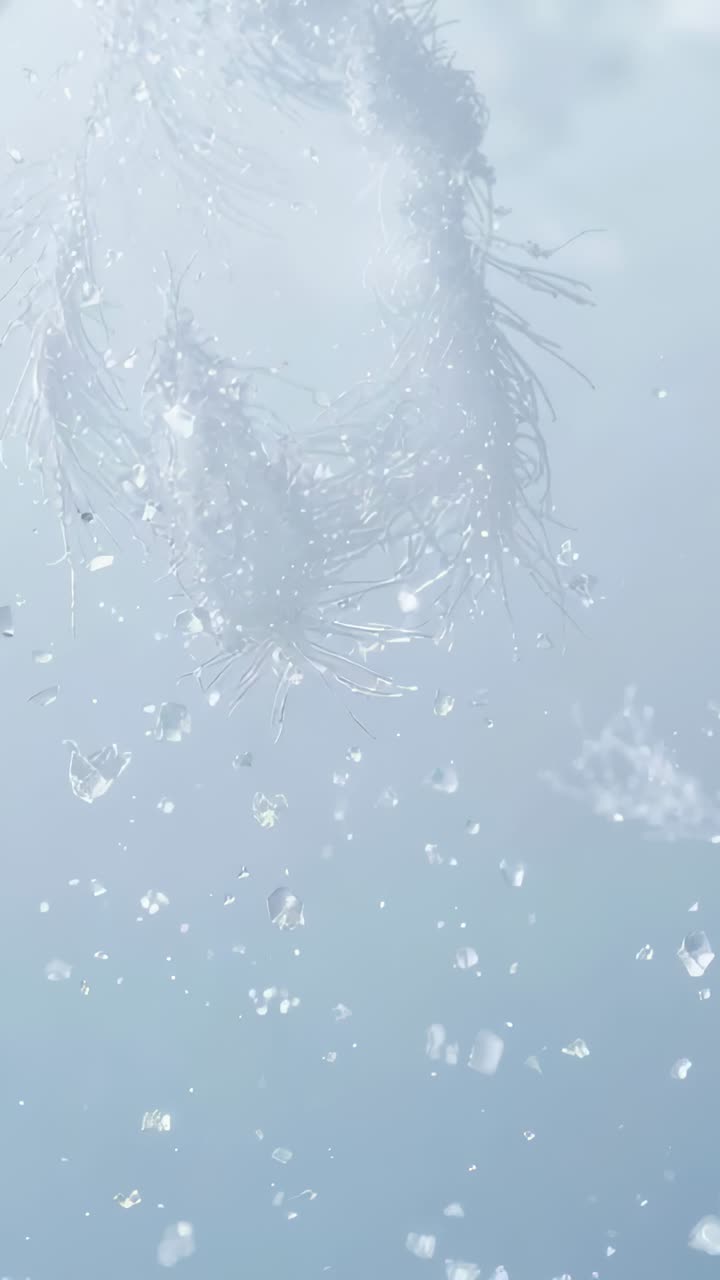 Vertical video: Shifting frame showing fuzzy tuft shedding droplets in misty macro, copy space