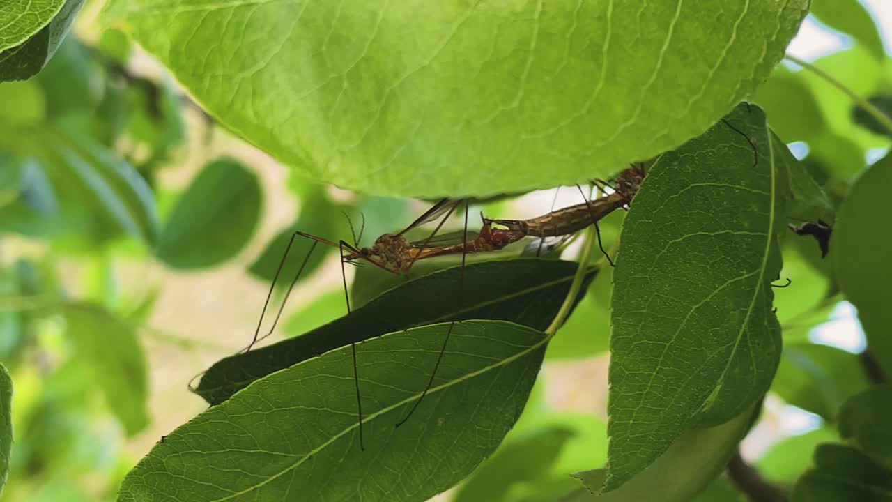 Clip video macro al rallentatore di una coppia di zanzare appollaiate su foglie verdi durante l'accoppiamento. Gli insetti sono collegati e posizionati schiena contro schiena, mostrando il comportamento riproduttivo naturale in dettaglio.