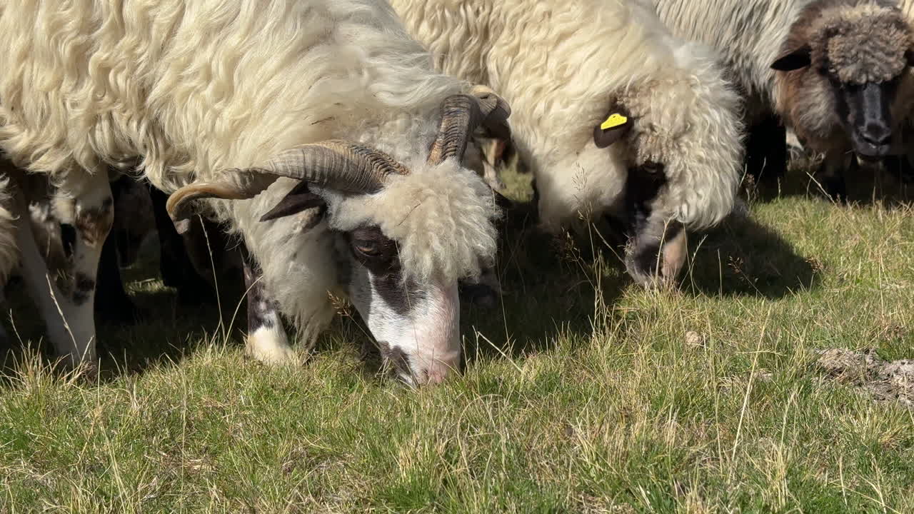 Detailed close-up of horned sheep grazing on mountain pasture with flock in background. Woolly livestock and traditional rural farming lifestyle captured in nature