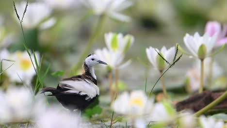 jacana de cola de faisán arreglándose con flor de lirio de agua por la mañana