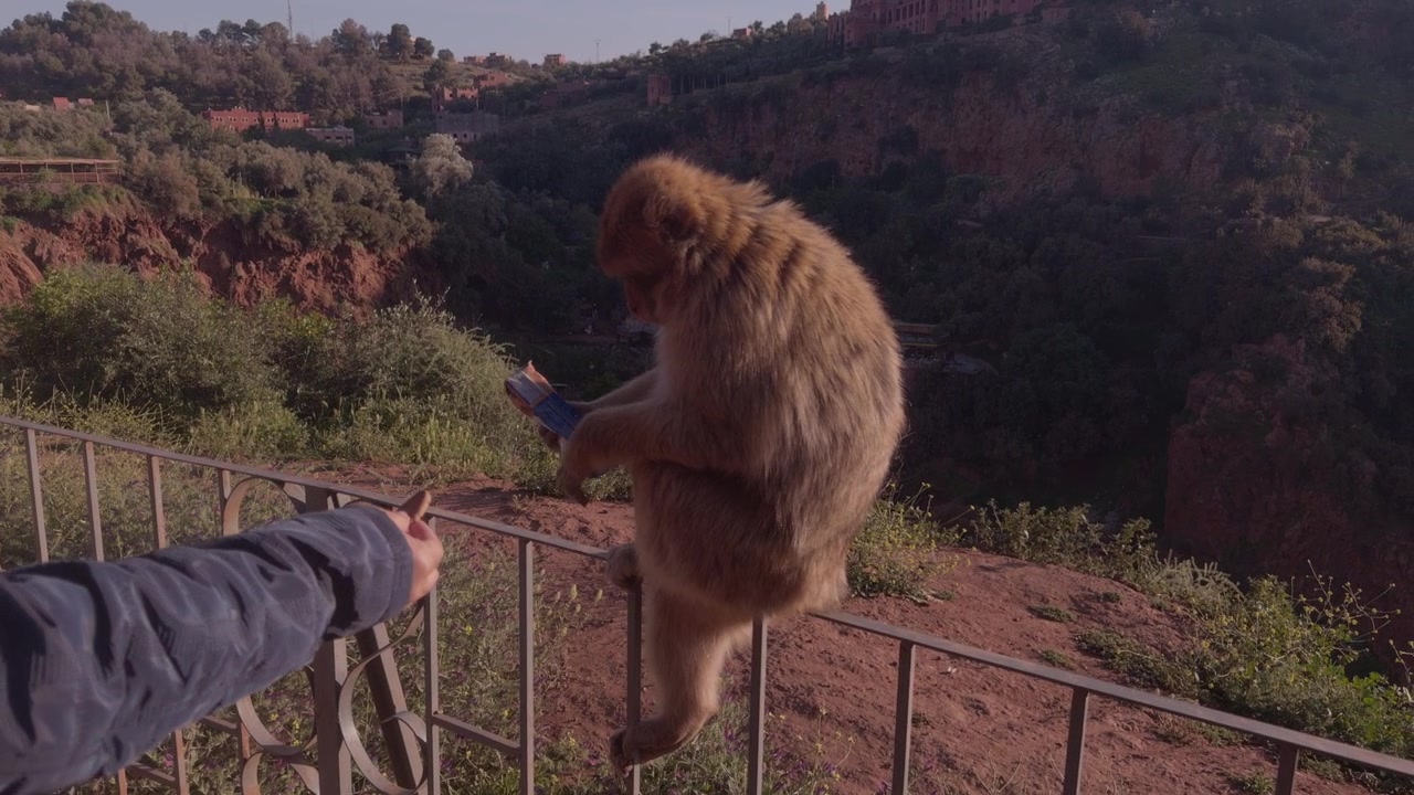 Macaco di Barberia appollaiato su una ringhiera mentre un turista lancia biscotti al punto panoramico del canyon di Ouzoud