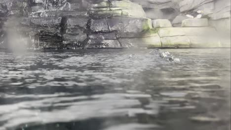 auks swim in the water and waterfall in the background