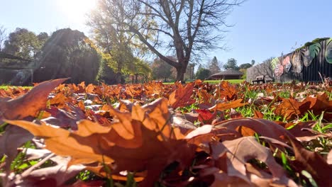 fallen leaves on grass under sunny sky