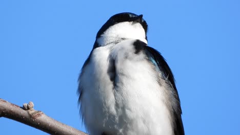 a single female tree swallow perches on a branch watching the world