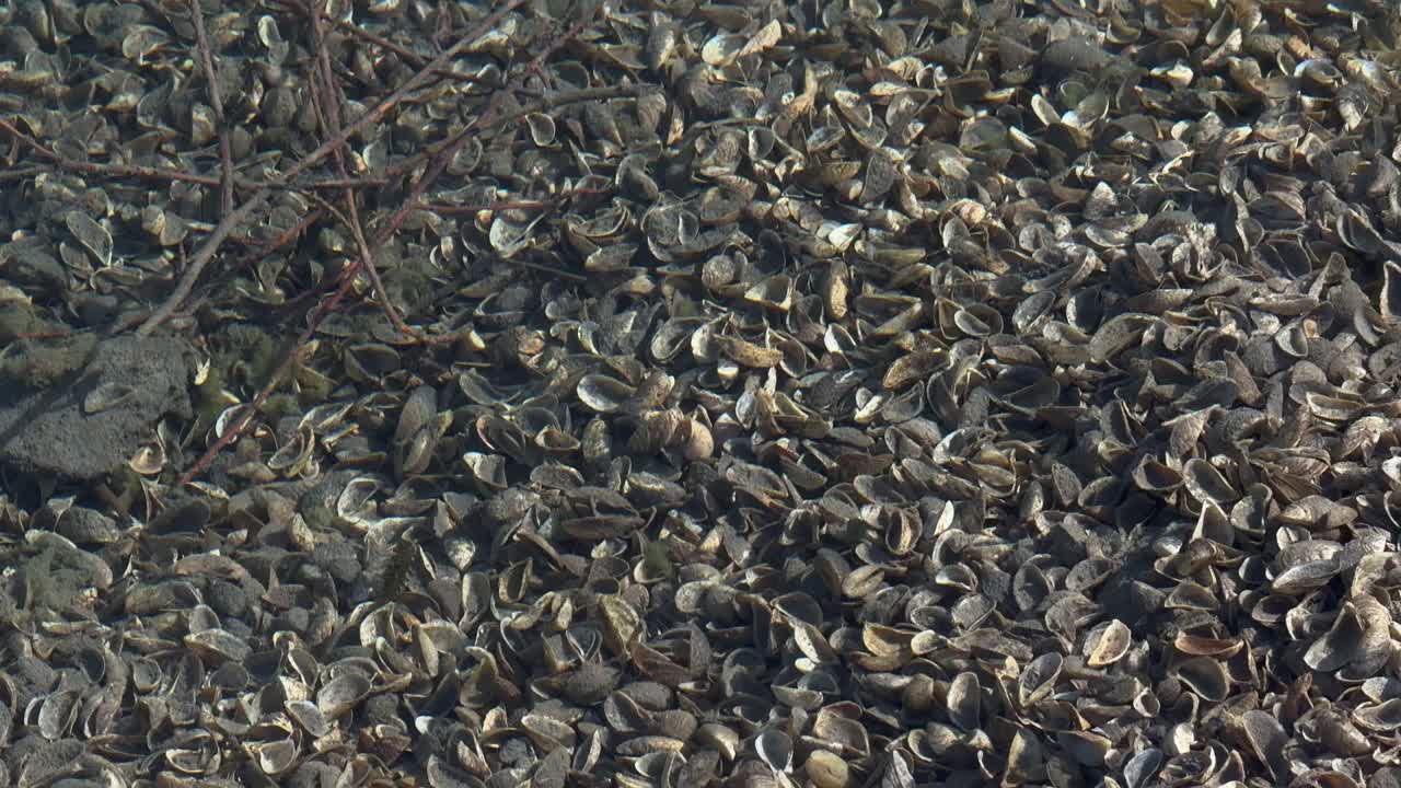 Quagga zebra mussels underwater invasive species Lake Walen Walensee Switzerland