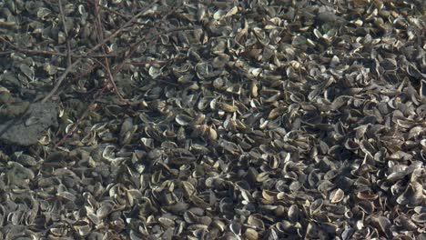quagga zebra mussels underwater invasive species lake walen walensee switzerland