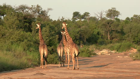 a group of giraffes moving together in a dry riverbed in africa