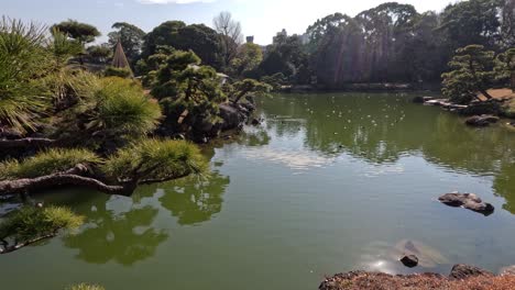 ducks glide peacefully across a serene pond